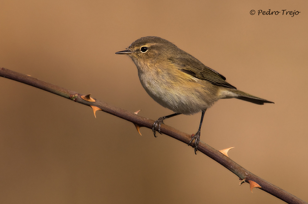 Mosquitero común (Phylloscopus collybita)